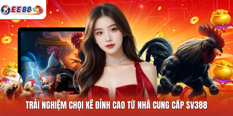 Trải nghiệm chọi kê đỉnh cao từ nhà cung cấp SV388