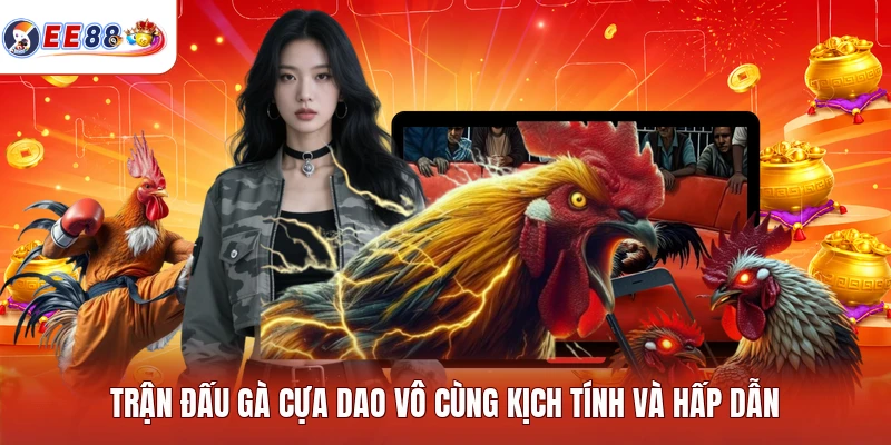 Trận đấu gà cựa dao vô cùng kịch tính và hấp dẫn
